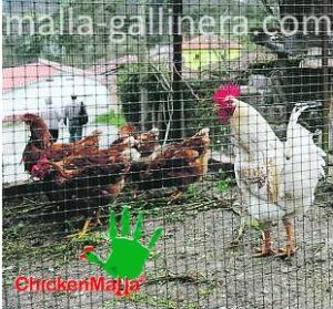 Chickenmalla para animales de corral.