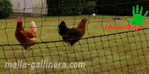 malla gallinera