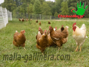 gallinas corriendo dentro de gallinero