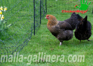 gallinas protegidas en gallinero