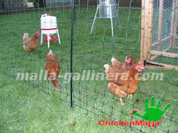 Malla gallinera delimita áreas para gallinas y otros animales,  manteniéndolos seguros mientras exploran. Ideal para gallinas de corral. —  Torotrac - Todo para tu Finca, granja o vivero