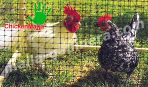 corral de gallinas