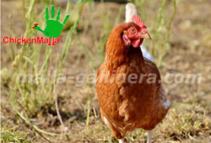 gallinas en corral