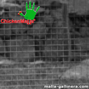 Malla gallinera chickenmalla instalada en gallinero